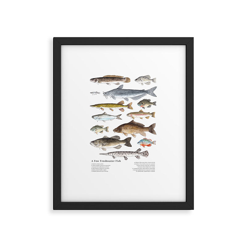 A Few Freshwater Fish Framed Art Print Gallery Image 5