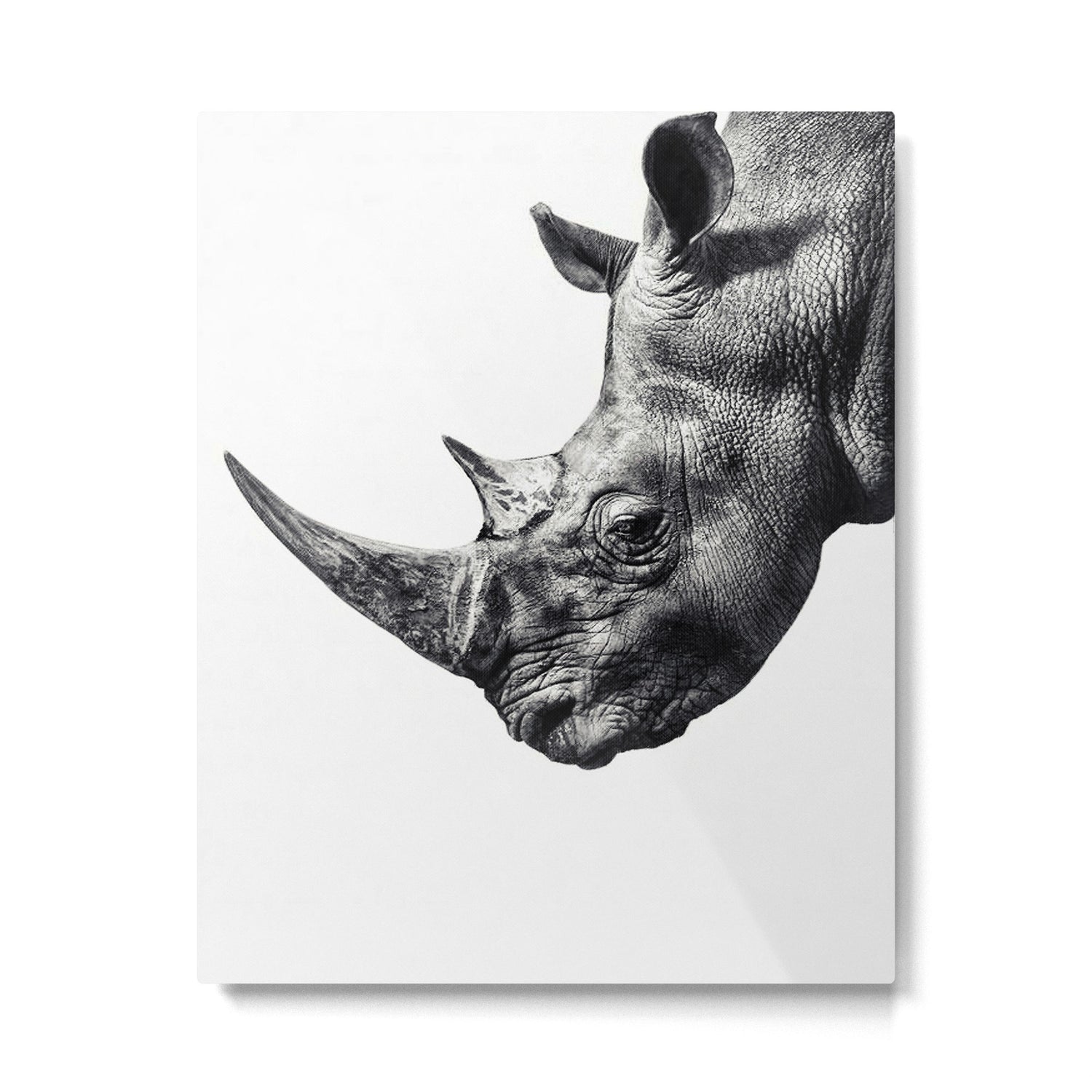 Rhino ... Metal Print Gallery Image 4