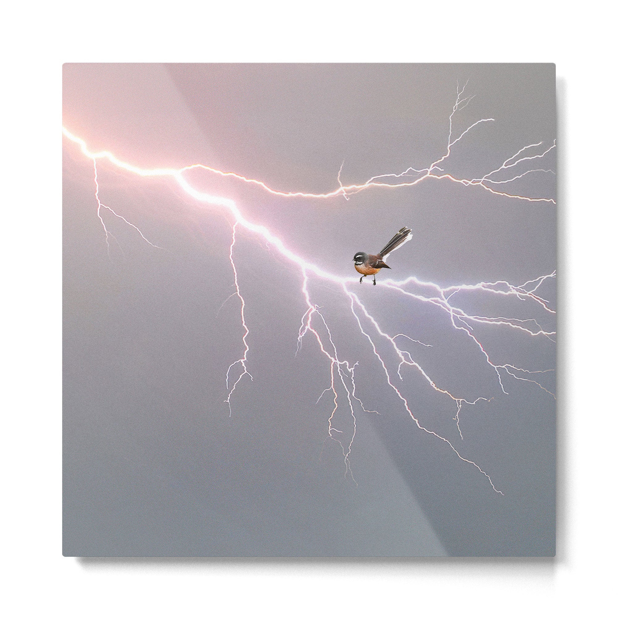 Bird on lightning bolt - Fantail Metal Print Gallery Image 2