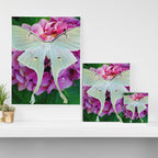 Luna Moth On Pink Hydrangea Nature Art Canvas Print Gallery Image 3