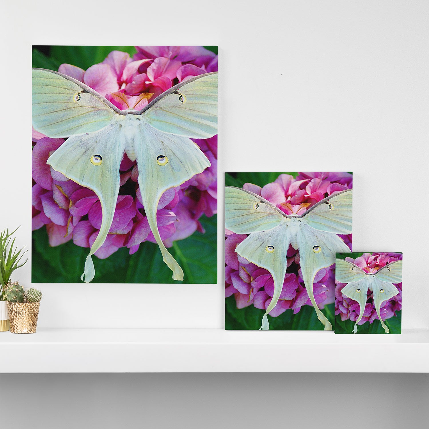 Luna Moth On Pink Hydrangea Nature Art Canvas Print Gallery Image 3