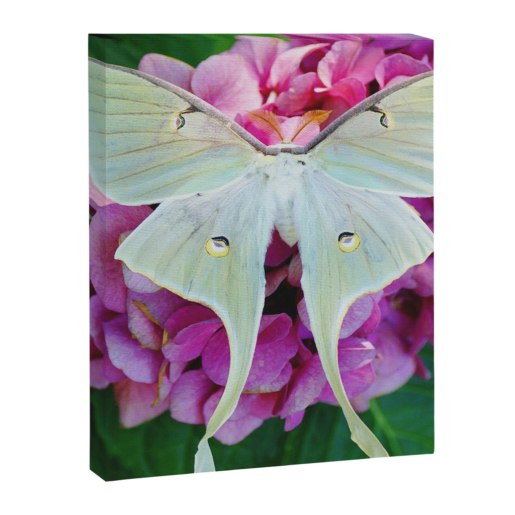 Luna Moth On Pink Hydrangea Nature Art Canvas Print Gallery Image 3
