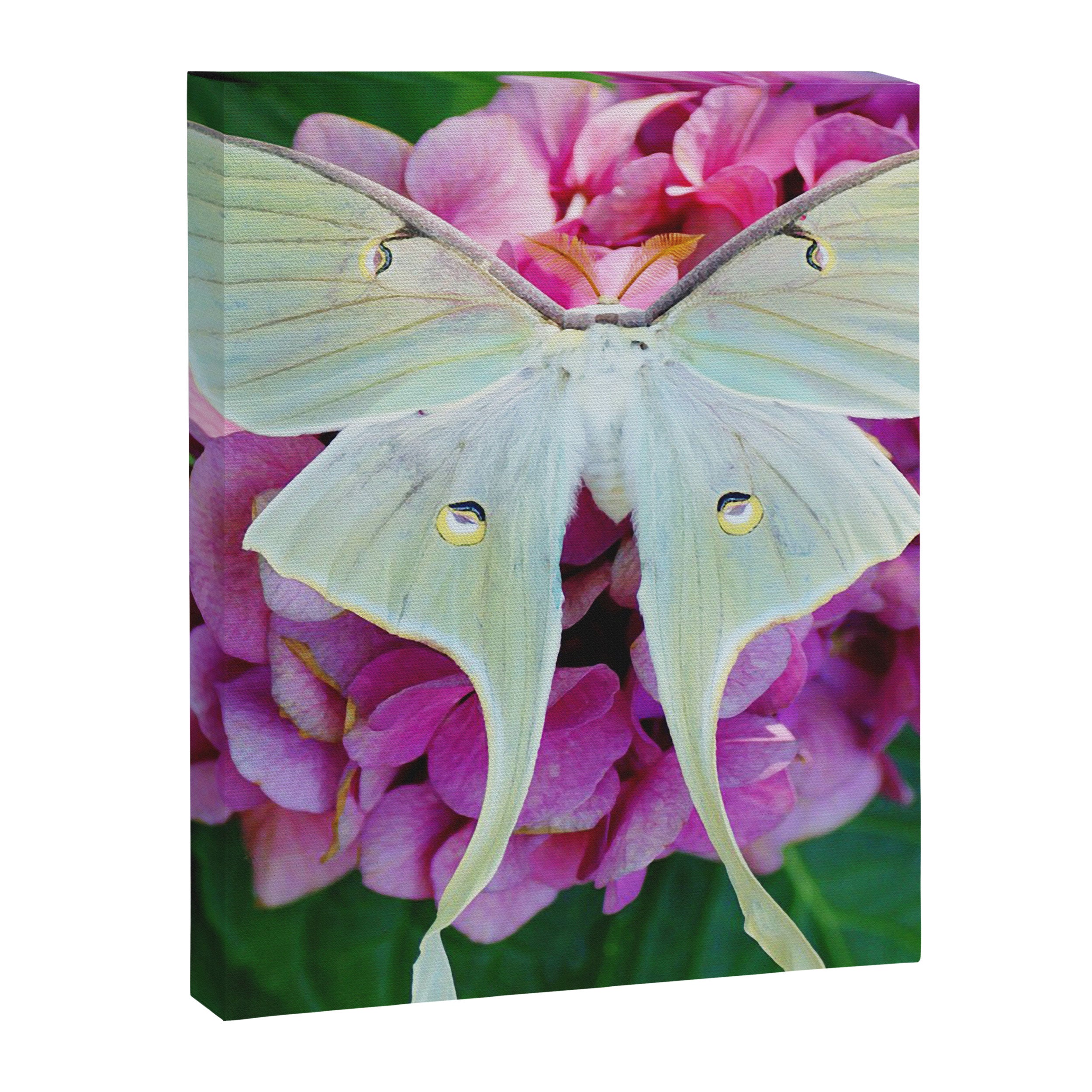 Luna Moth On Pink Hydrangea Nature Art Canvas Print Gallery Image 3