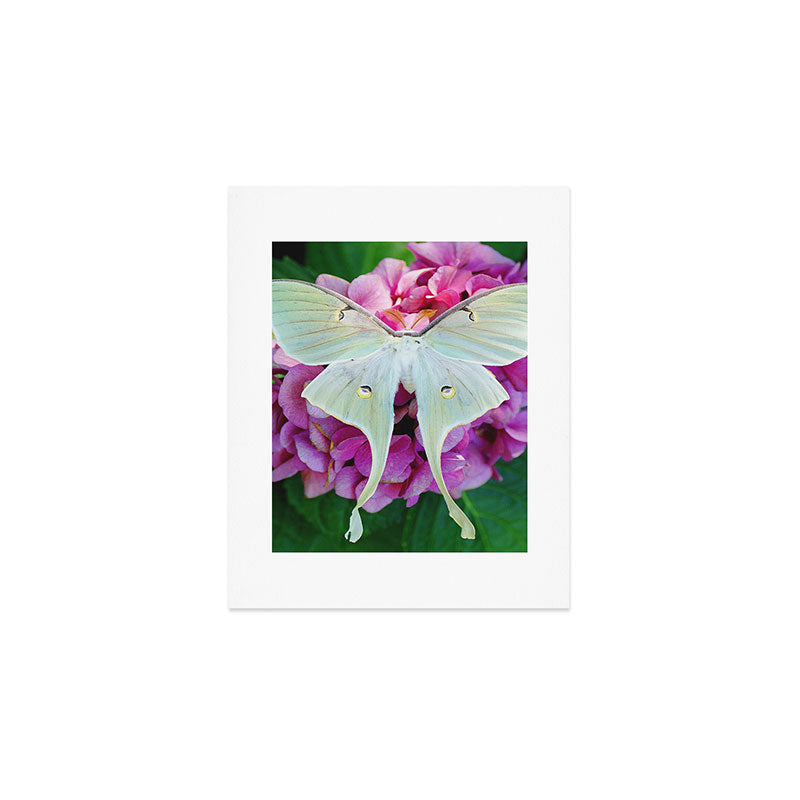 Luna Moth On Pink Hydrangea Nature Art Art Print Gallery Image 1