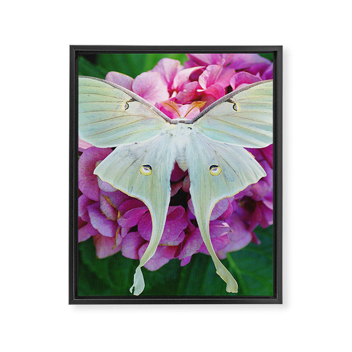Luna Moth On Pink Hydrangea Nature Art Framed Canvas Print Gallery Image 1