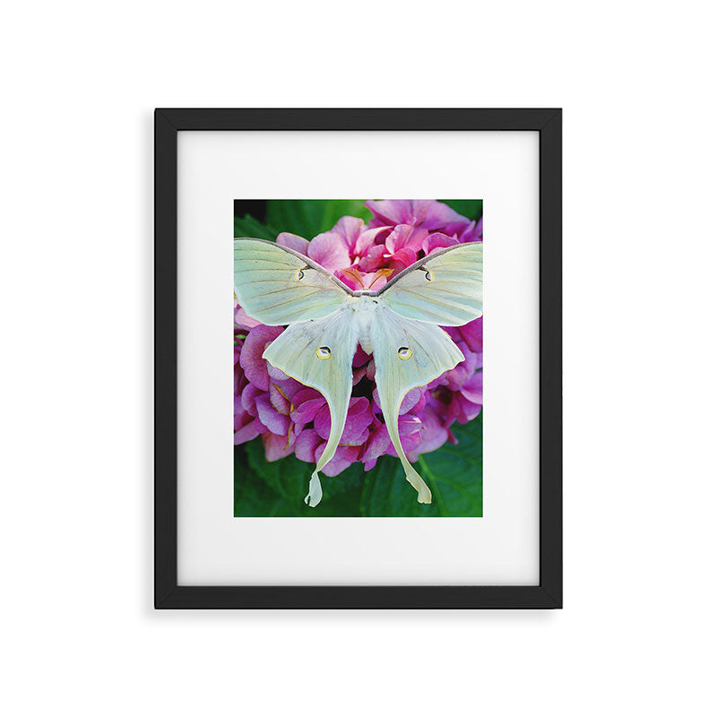 Luna Moth On Pink Hydrangea Nature Art Framed Art Print Gallery Image 4