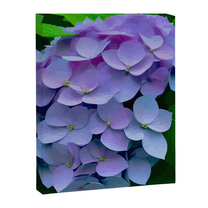 Pink and Blue Hydrangea Flower Color Variations Canvas Print Gallery Image 1