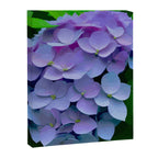 Pink and Blue Hydrangea Flower Color Variations Canvas Print Gallery Image 3