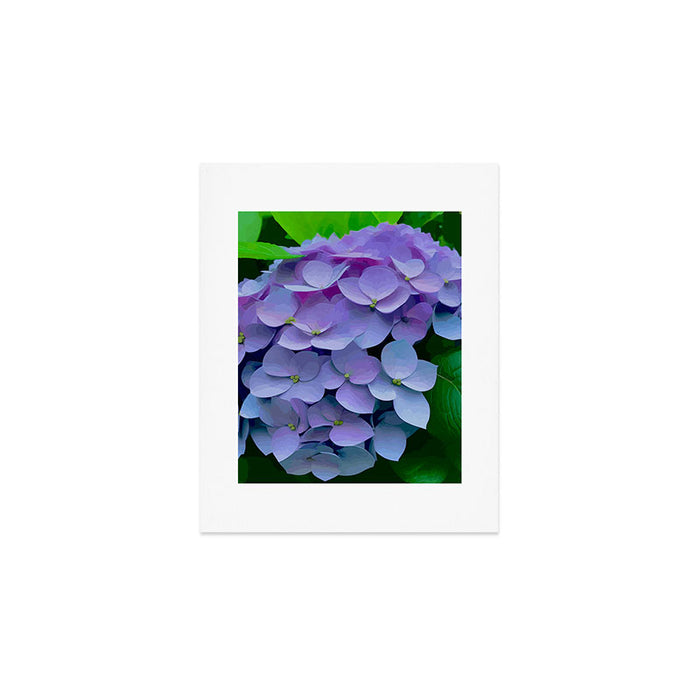 Pink and Blue Hydrangea Flower Color Variations Art Print Gallery Image 1