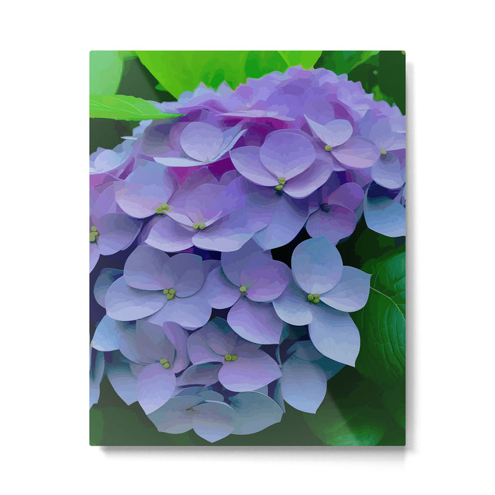 Pink and Blue Hydrangea Flower Color Variations Metal Print Gallery Image 1