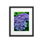 Pink and Blue Hydrangea Flower Color Variations Framed Art Print Gallery Image 6