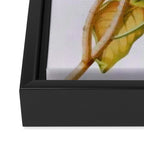 Vintage Botanical White Magnolia Flower Art Framed Canvas Print Gallery Image 3