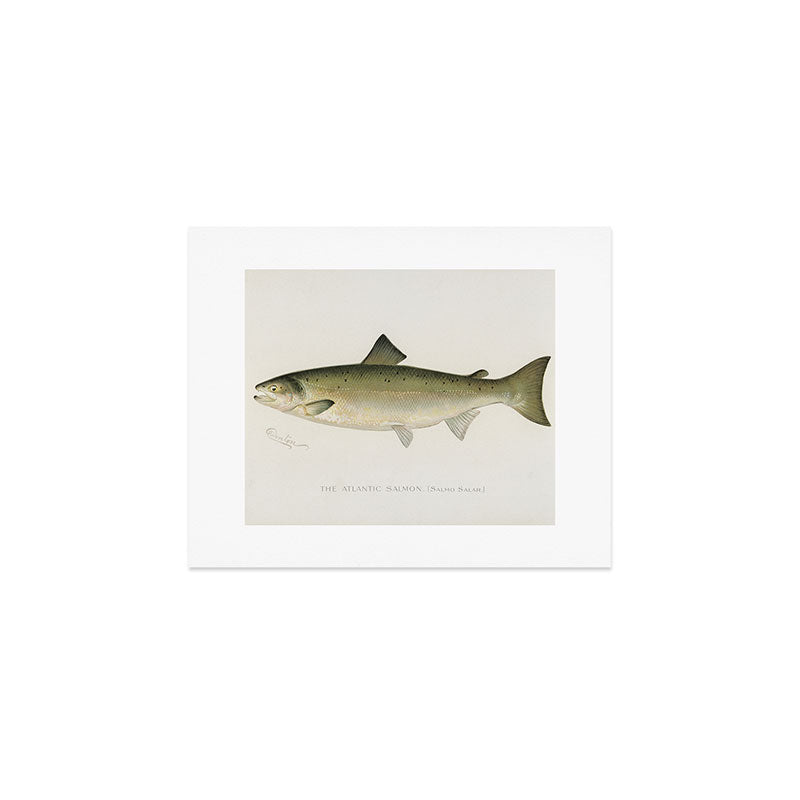 Salmon fish Art Print Gallery Image 1