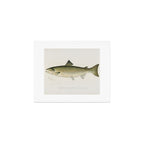 Salmon fish Art Print Gallery Image 1
