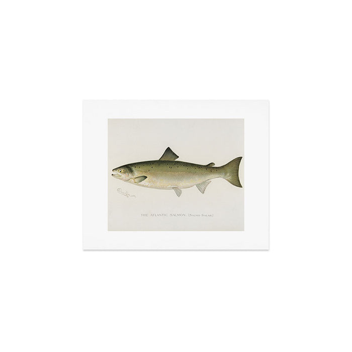 Salmon fish Art Print Gallery Image 1
