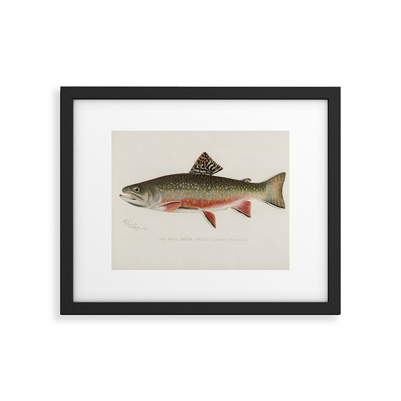 Trout fish Framed Art Print Gallery Image 5