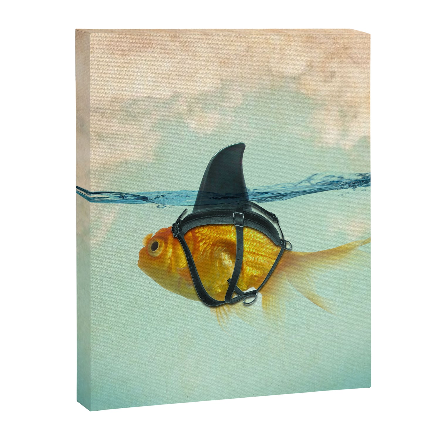 Brilliant DISGUISE - Goldfish with a Shark Fin Canvas Print Gallery Image 3