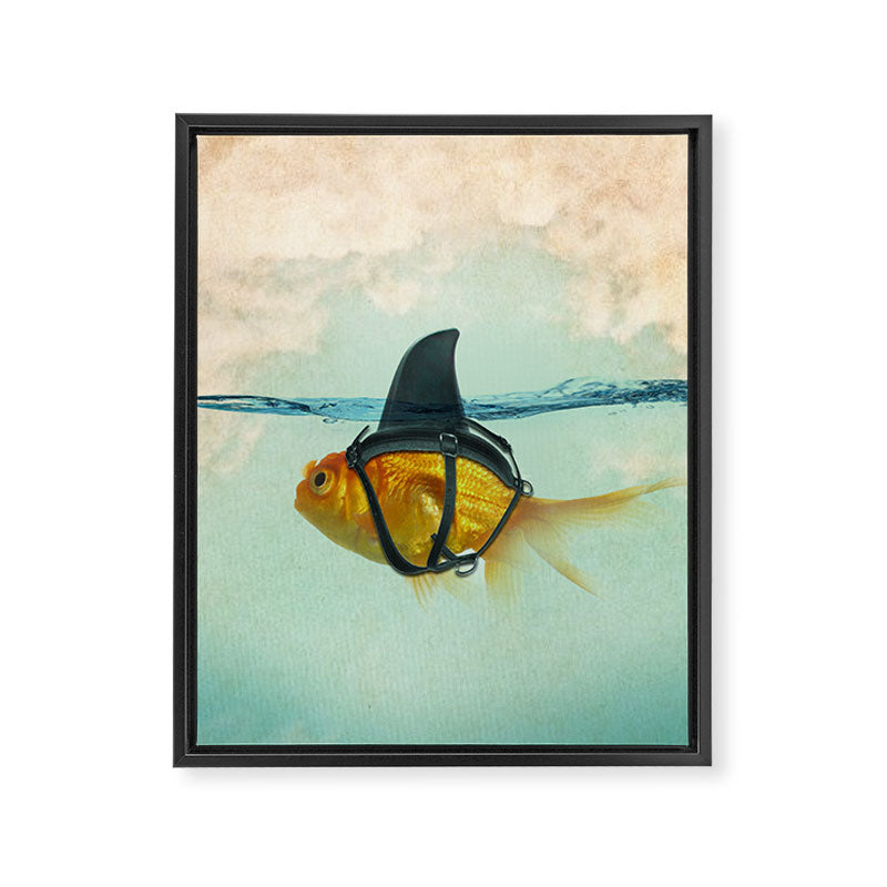 Brilliant DISGUISE - Goldfish with a Shark Fin Framed Canvas Print Gallery Image 8