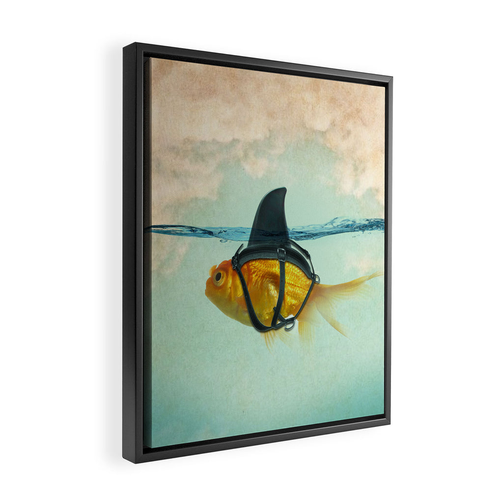 Brilliant DISGUISE - Goldfish with a Shark Fin Framed Canvas Print Gallery Image 2