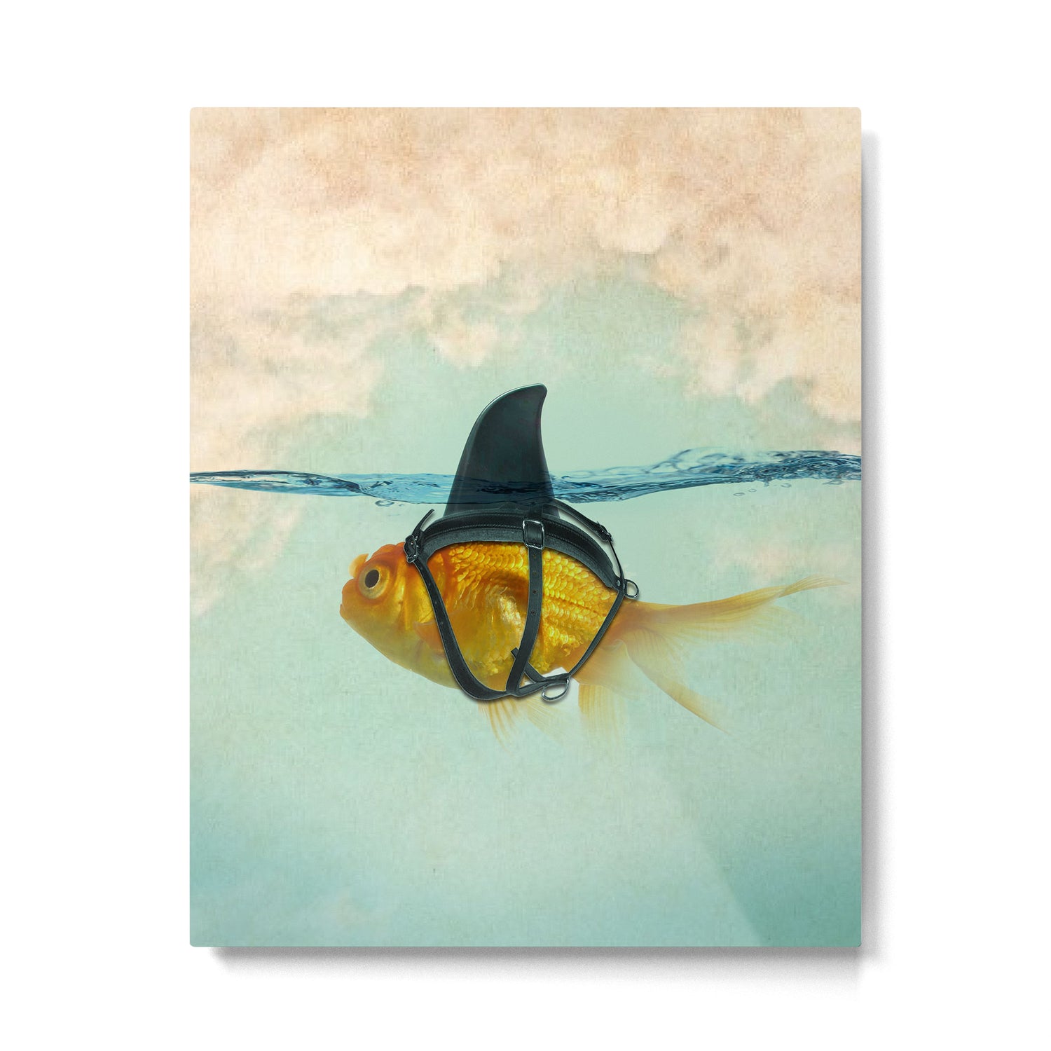 Brilliant DISGUISE - Goldfish with a Shark Fin Metal Print Gallery Image 6