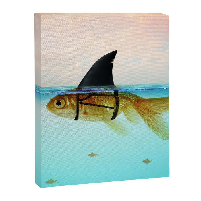 goldfish with a shark fin Canvas Print Gallery Image 1