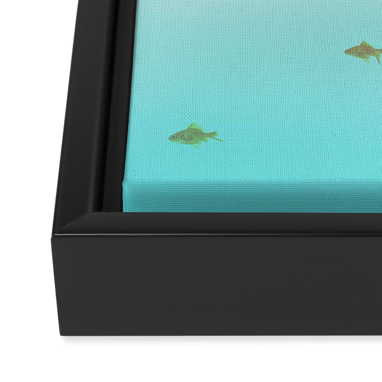 goldfish with a shark fin Framed Canvas Print Gallery Image 3