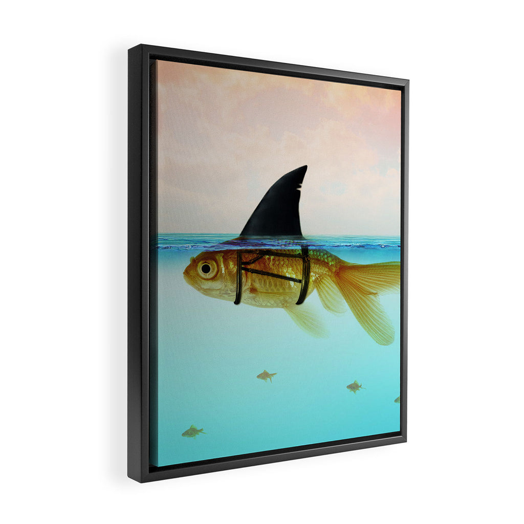 goldfish with a shark fin Framed Canvas Print Gallery Image 2