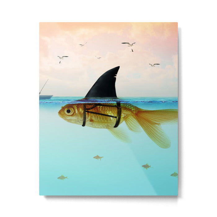 goldfish with a shark fin Metal Print Gallery Image 1
