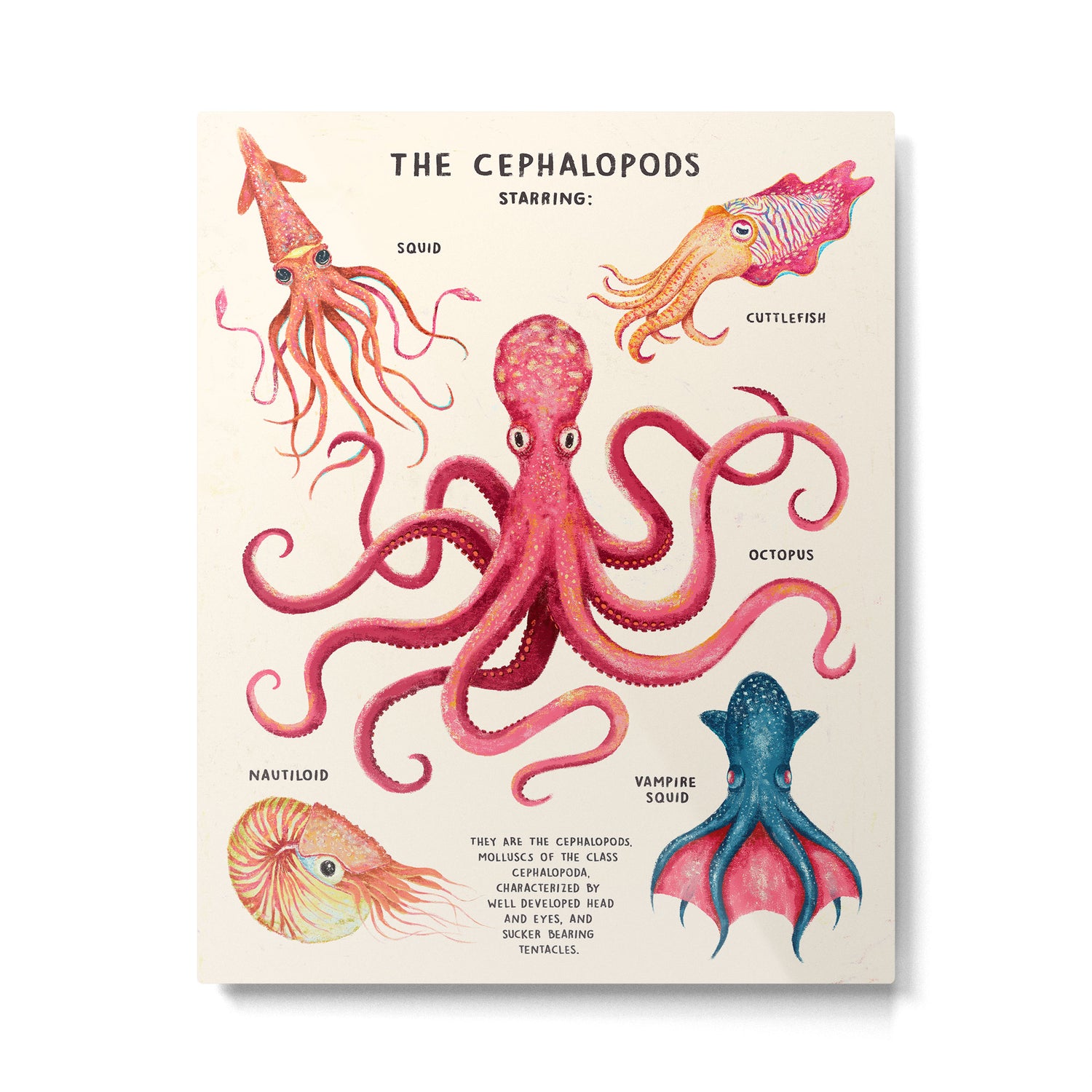 THE CEPHALOPODS Metal Print Gallery Image 4
