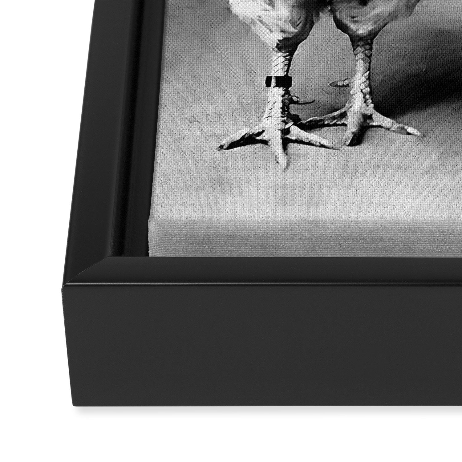 Boy And Chicken, Funny Black and White Old Photo Framed Canvas Print Gallery Image 3