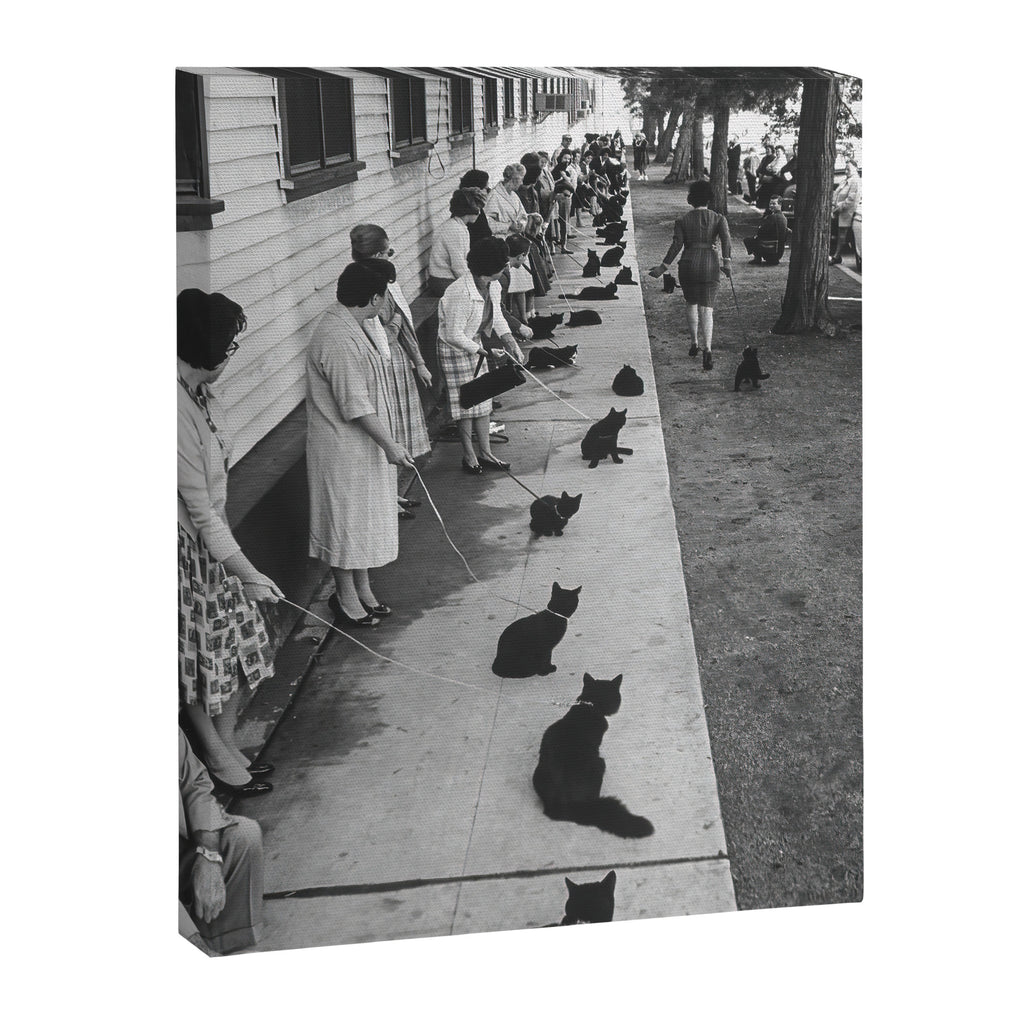 Cat Audition, Black and White, Vintage Art Canvas Print Gallery Image 6