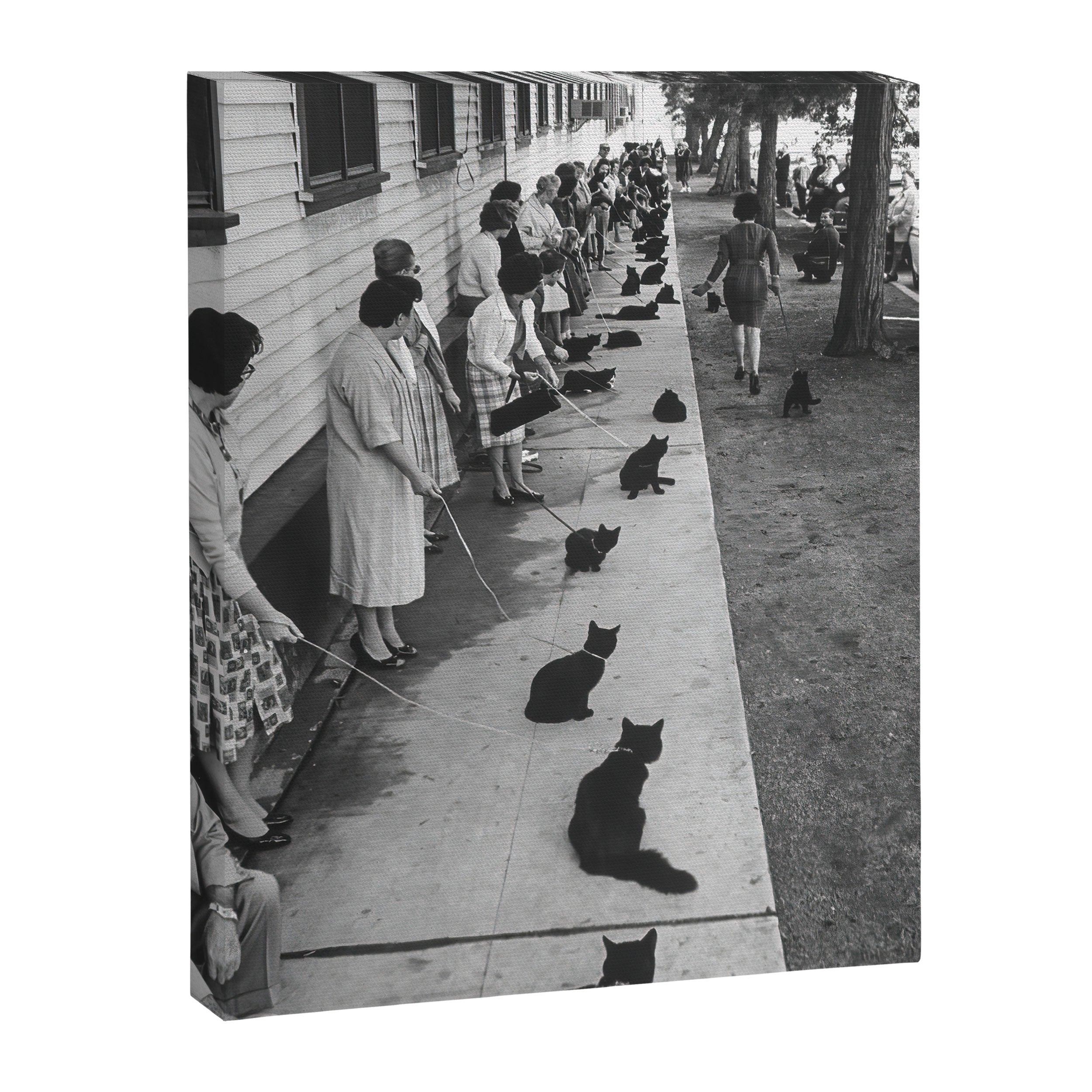 Cat Audition, Black and White, Vintage Art Canvas Print Gallery Image 6