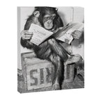 Chimpanzee Reading Newspaper, Black and White Vintage Art Canvas Print Gallery Image 6