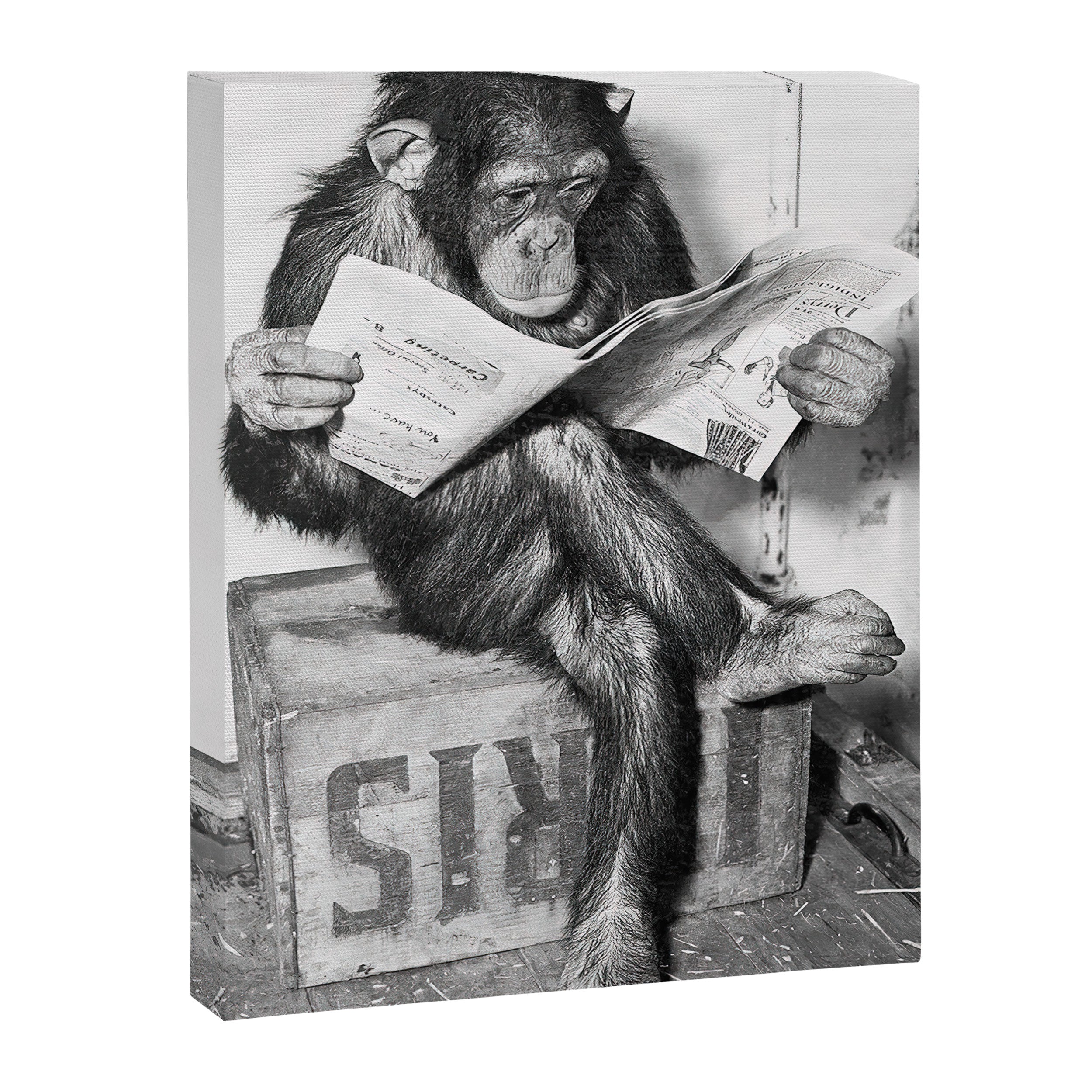 Chimpanzee Reading Newspaper, Black and White Vintage Art Canvas Print Gallery Image 6