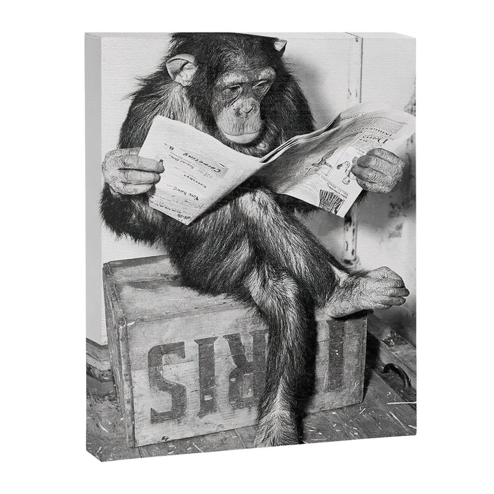 Chimpanzee Reading Newspaper, Black and White Vintage Art Canvas Print Gallery Image 1