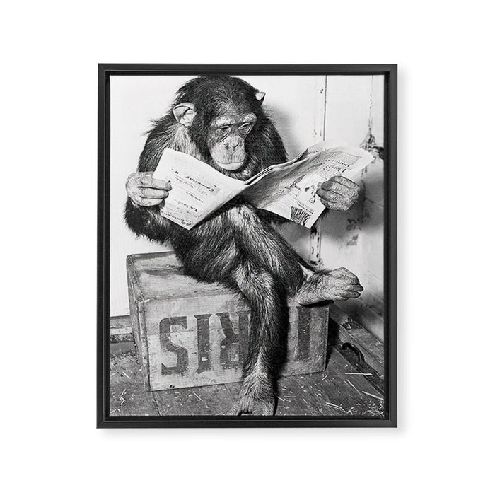 Chimpanzee Reading Newspaper, Black and White Vintage Art Framed Canvas Print Gallery Image 1