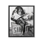Chimpanzee Reading Newspaper, Black and White Vintage Art Framed Canvas Print Gallery Image 6