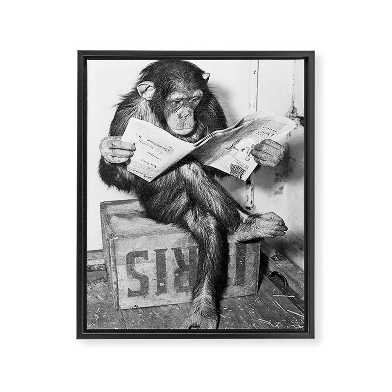 Chimpanzee Reading Newspaper, Black and White Vintage Art Framed Canvas Print Gallery Image 6