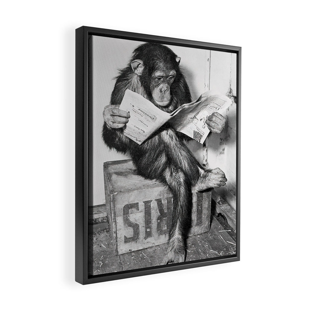 Chimpanzee Reading Newspaper, Black and White Vintage Art Framed Canvas Print Gallery Image 2
