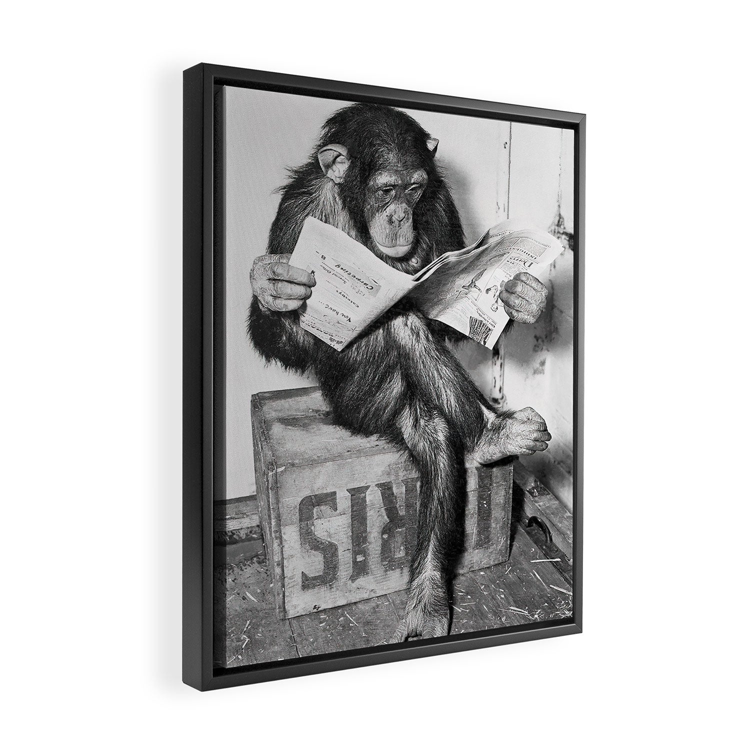 Chimpanzee Reading Newspaper, Black and White Vintage Art Framed Canvas Print Gallery Image 2