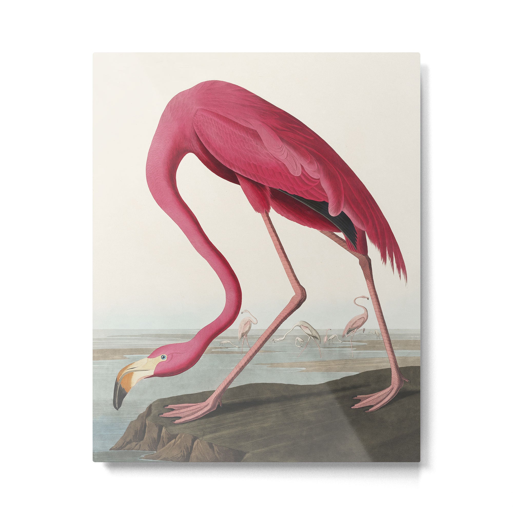 Pink Flamingo Vintage Art Metal Print Gallery Image 4