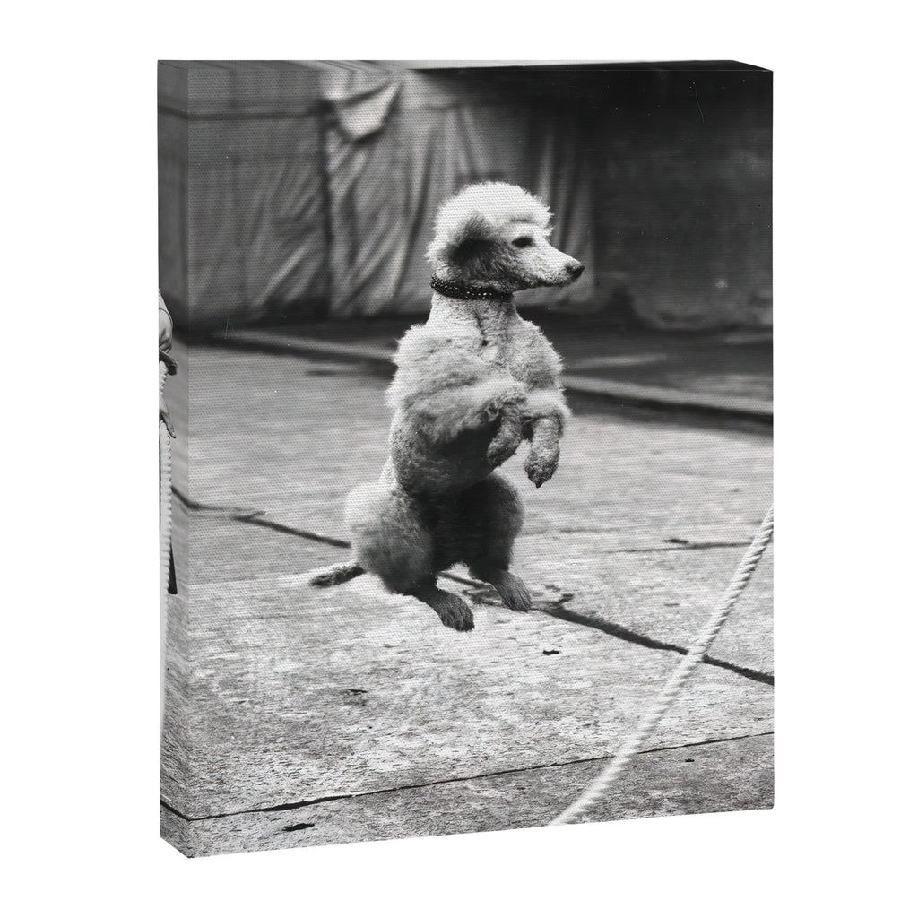 Poodle Jumping Rope, Black and White, Vintage Art Canvas Print Gallery Image 6