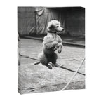 Poodle Jumping Rope, Black and White, Vintage Art Canvas Print Gallery Image 6