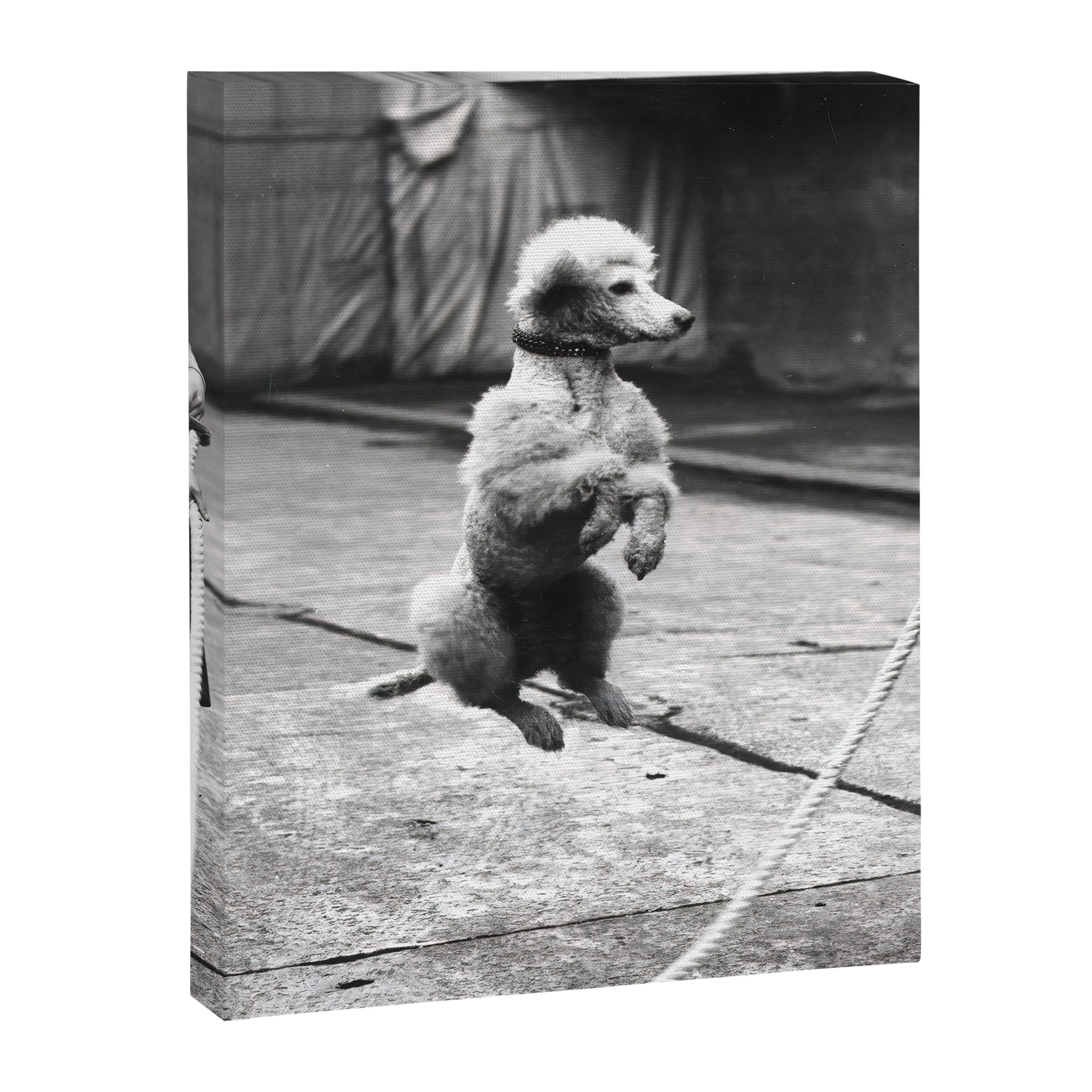 Poodle Jumping Rope, Black and White, Vintage Art Canvas Print Gallery Image 6