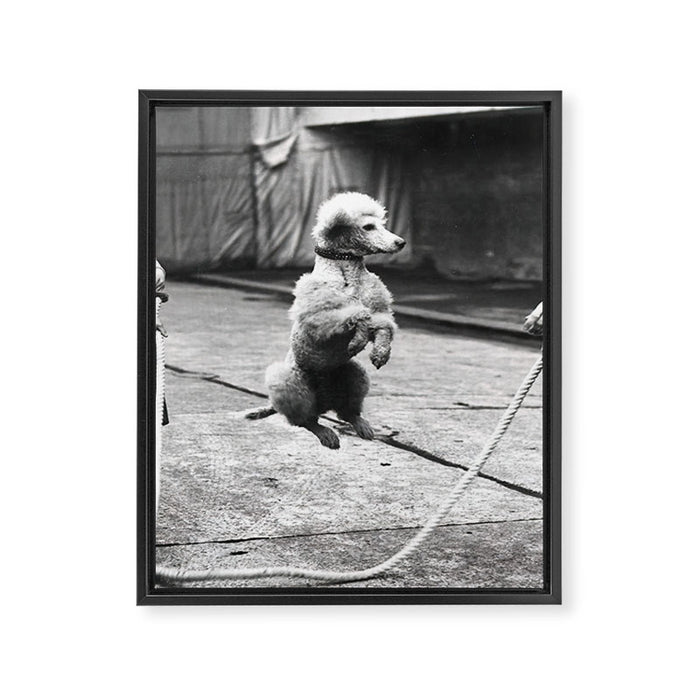 Poodle Jumping Rope, Black and White, Vintage Art Framed Canvas Print Gallery Image 1