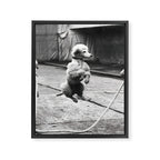 Poodle Jumping Rope, Black and White, Vintage Art Framed Canvas Print Gallery Image 6