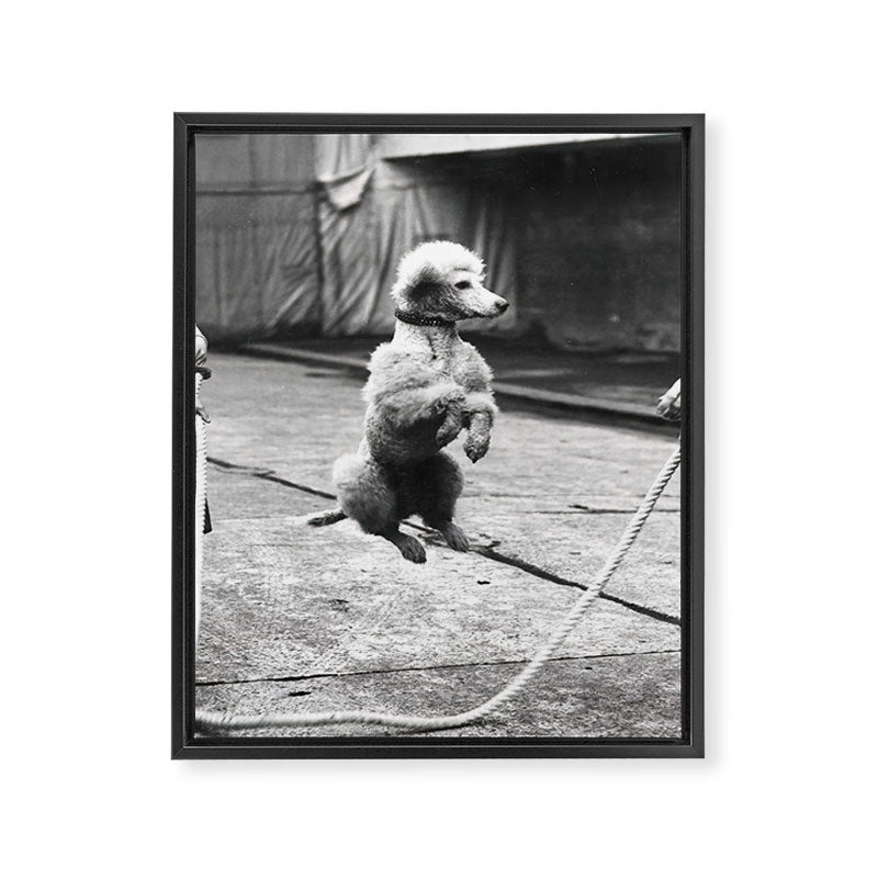 Poodle Jumping Rope, Black and White, Vintage Art Framed Canvas Print Gallery Image 6