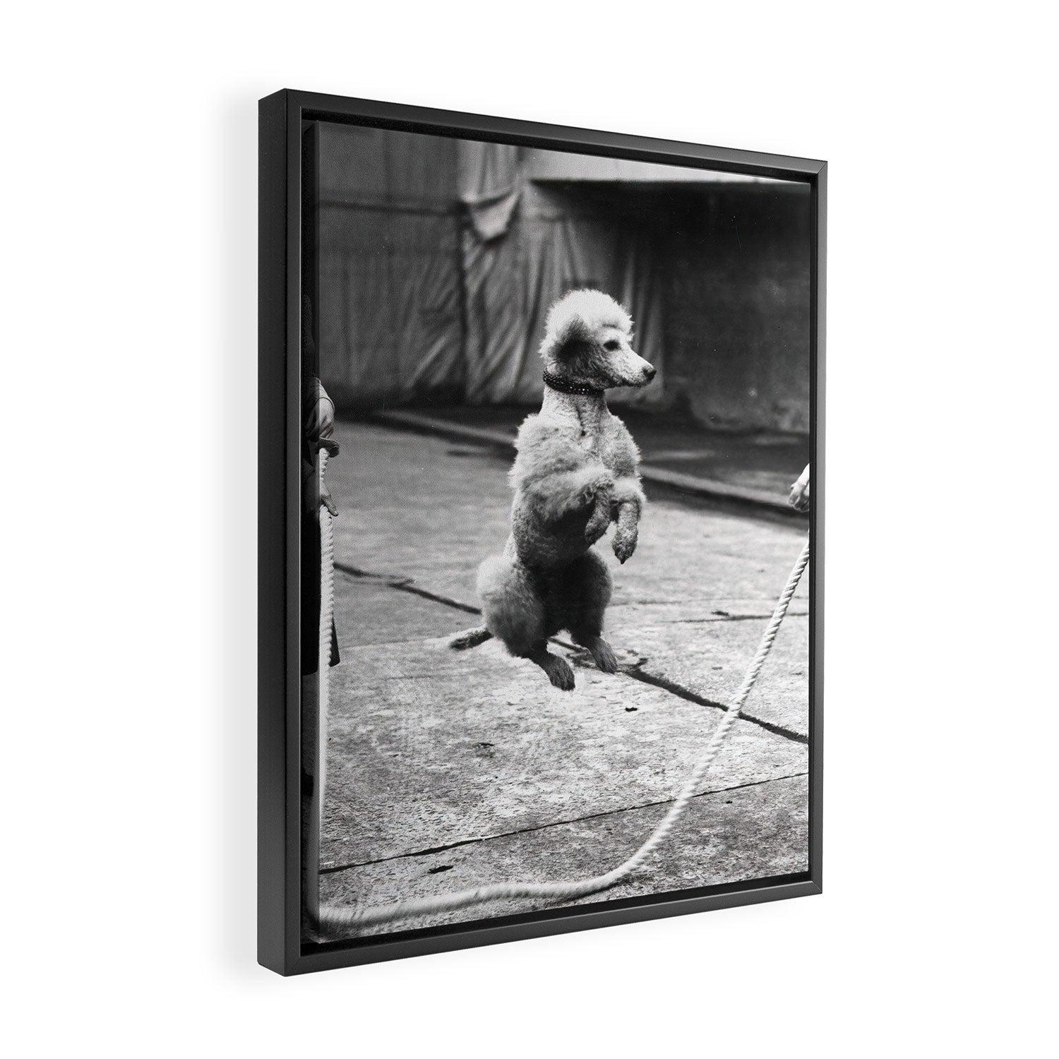 Poodle Jumping Rope, Black and White, Vintage Art Framed Canvas Print Gallery Image 2