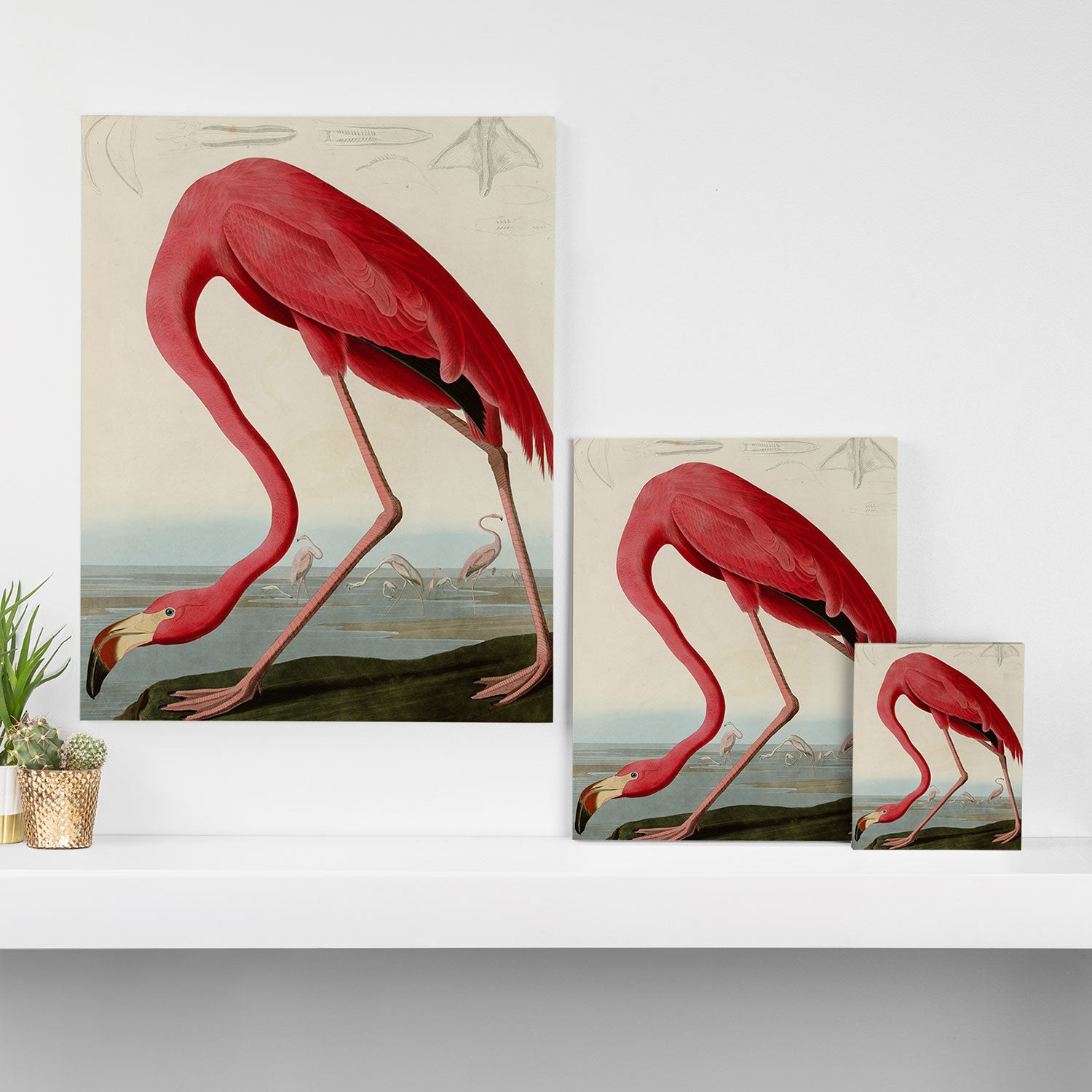 American Flamingo by John James Audubon, Vintage Illustration Canvas Print Gallery Image 3