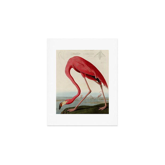 American Flamingo by John James Audubon, Vintage Illustration Art Print Gallery Image 1